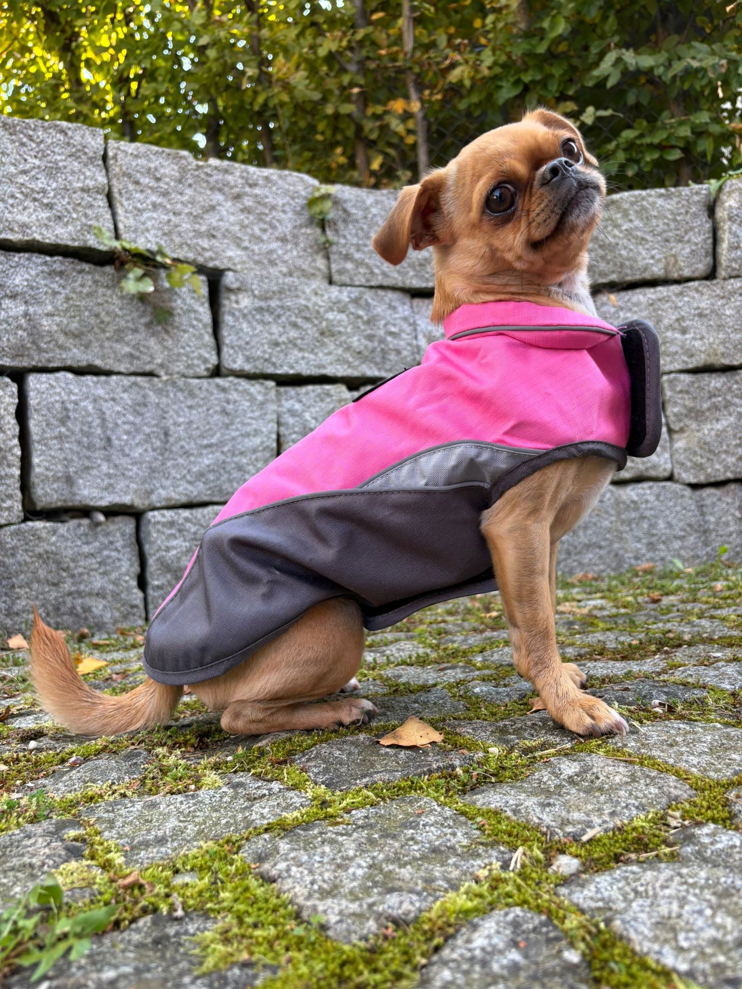 Stylische Winterweste für kleine Hunde – warm, leicht & elegant | Herbst/Winter