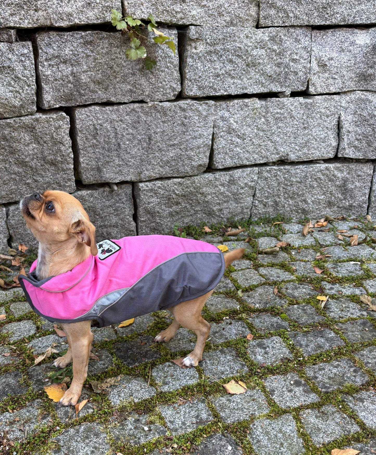 Stylische Winterweste für kleine Hunde – warm, leicht & elegant | Herbst/Winter
