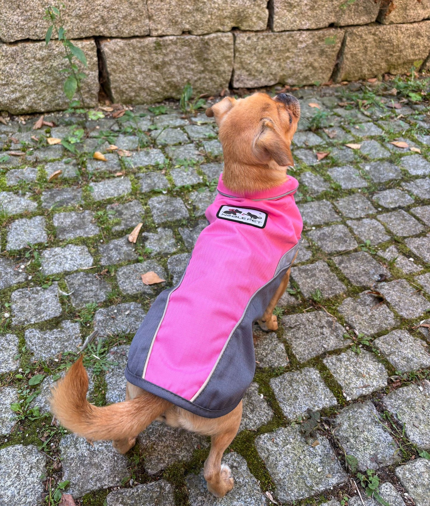 Stylische Winterweste für kleine Hunde – warm, leicht & elegant | Herbst/Winter