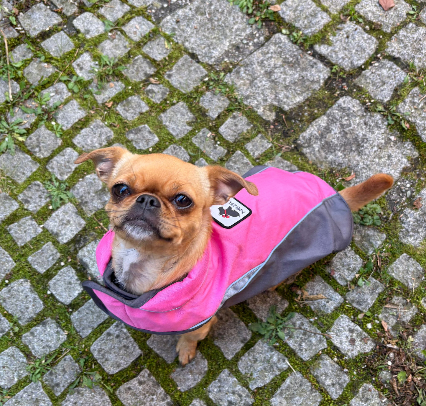 Stylische Winterweste für kleine Hunde – warm, leicht & elegant