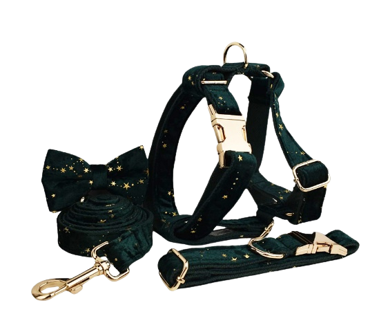 Ensemble pour chien Golden Star Elegance