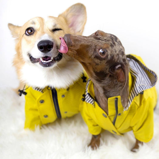 Hunderegenjacke im klassischen British Style – wasser- & winddicht