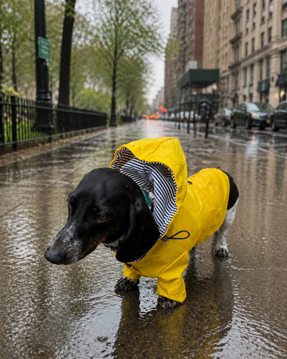 🌦️ Hunderegenjacke im klassischen British Style – Wasser- & Winddicht