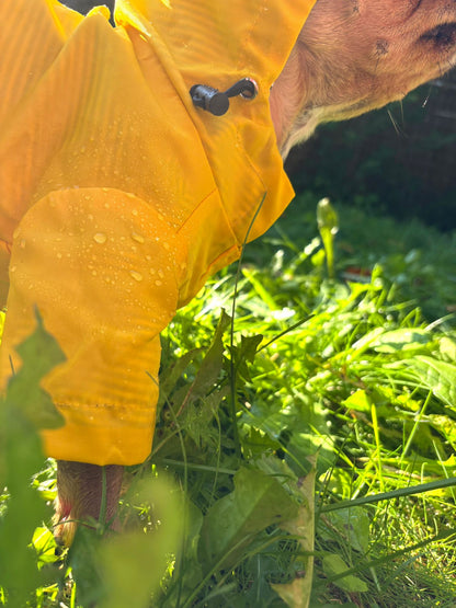 🌦️ Hunderegenjacke im klassischen British Style – Wasser- & Winddicht