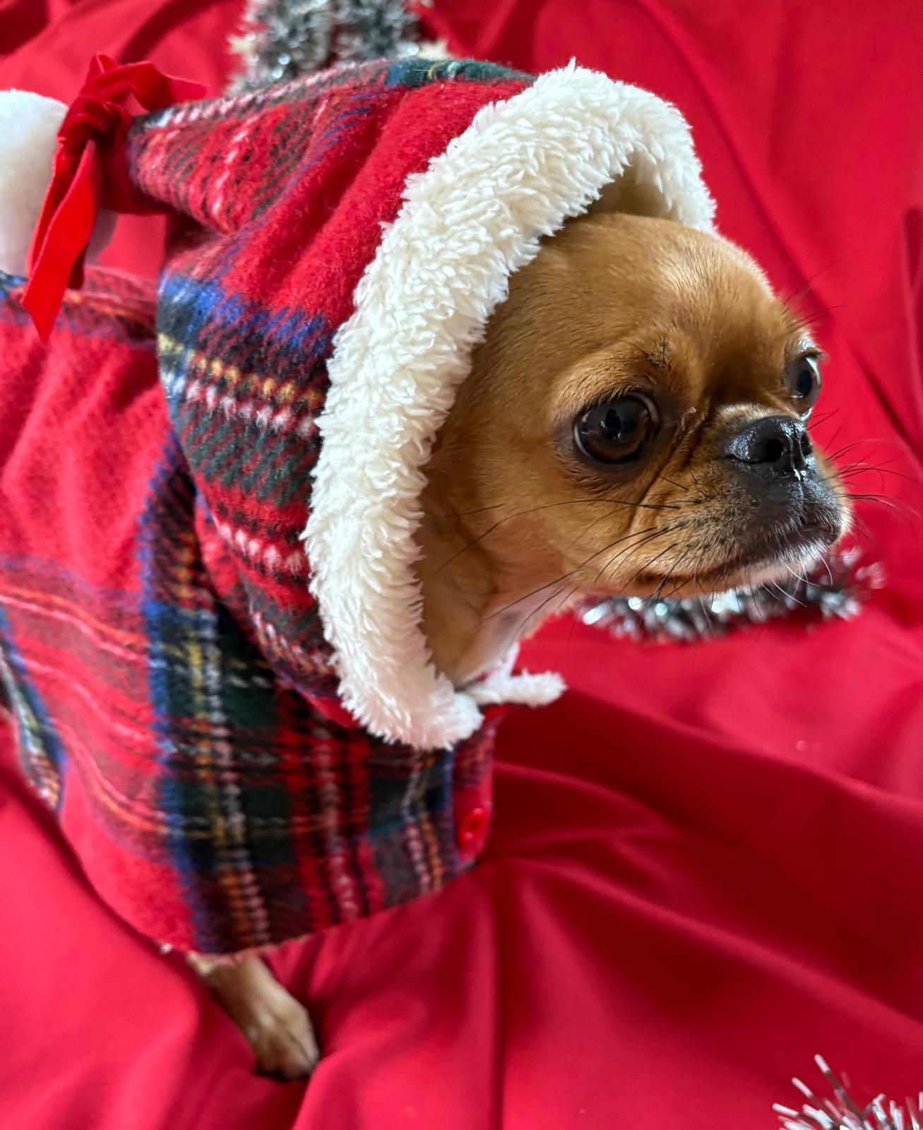 🎅 Weihnachtscape für kleine Hunde – Perfekt für das Fest & dein Fotoshooting