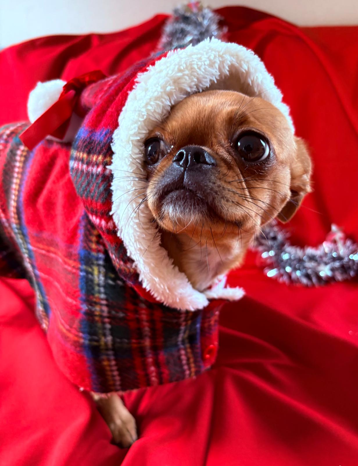 🎅 Weihnachtscape für kleine Hunde – Perfekt für das Fest & dein Fotoshooting