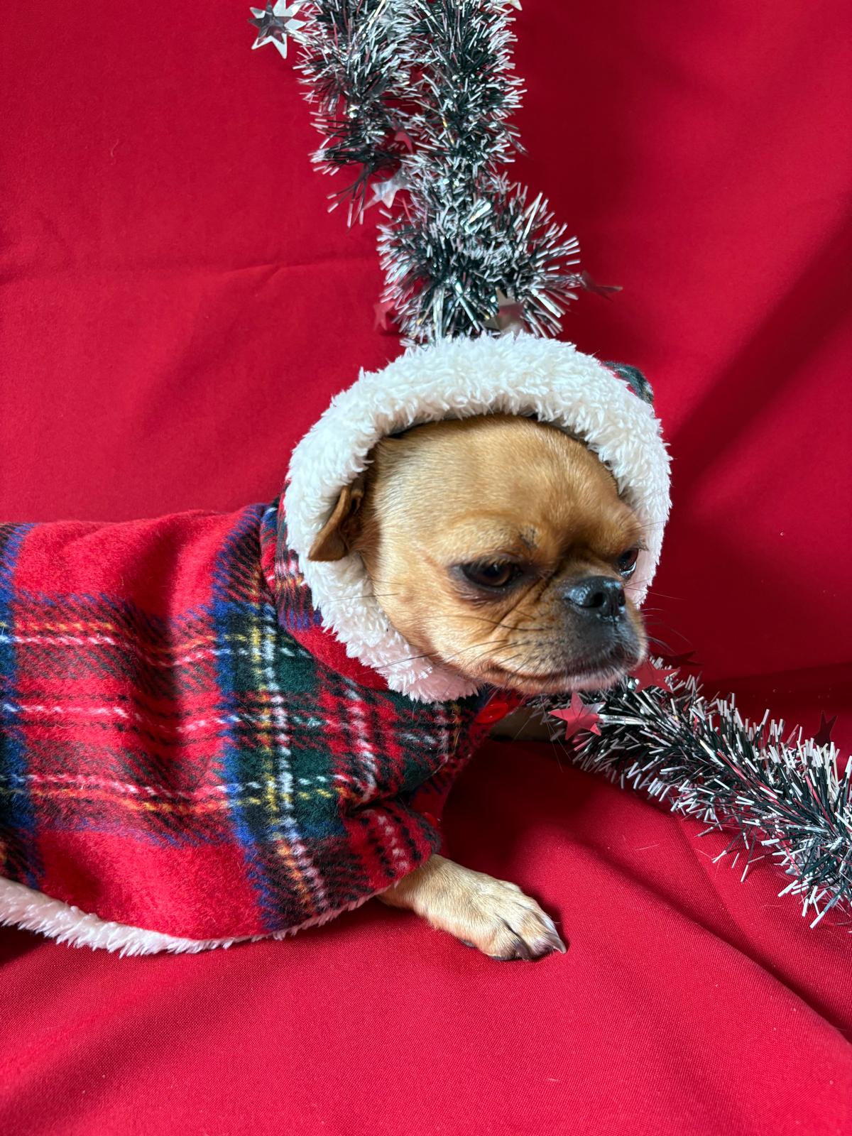🎅 Weihnachtscape für kleine Hunde – Perfekt für das Fest & dein Fotoshooting