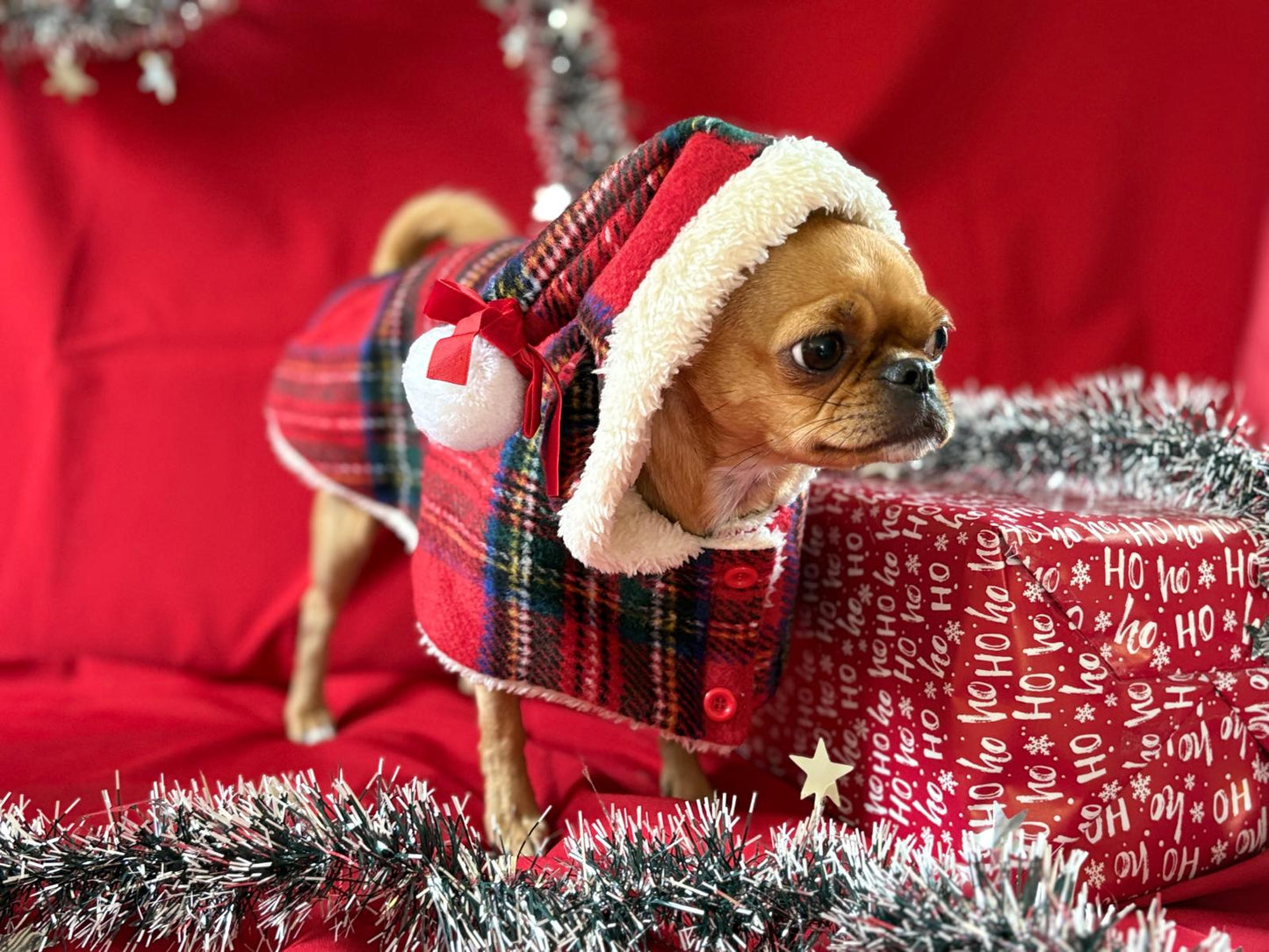 🎅 Weihnachtscape für kleine Hunde – Perfekt für das Fest & dein Fotoshooting