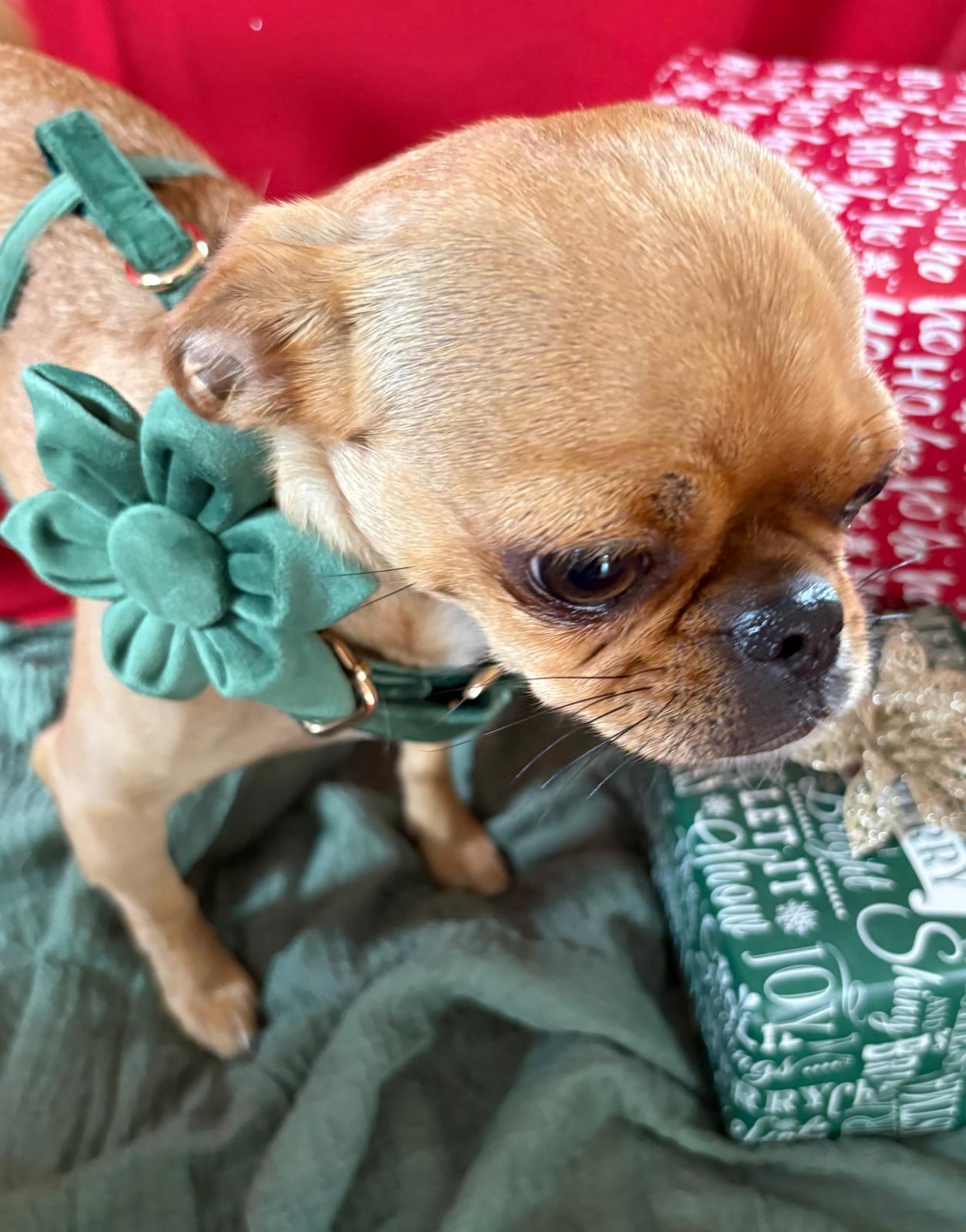 🐾 Velvet Edition: Edles Samtset für kreative Hunde-Outfits