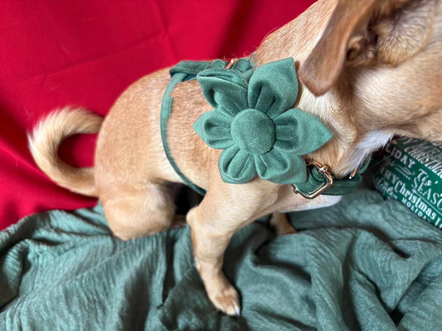 🐾 Velvet Edition: Edles Samtset für kreative Hunde-Outfits