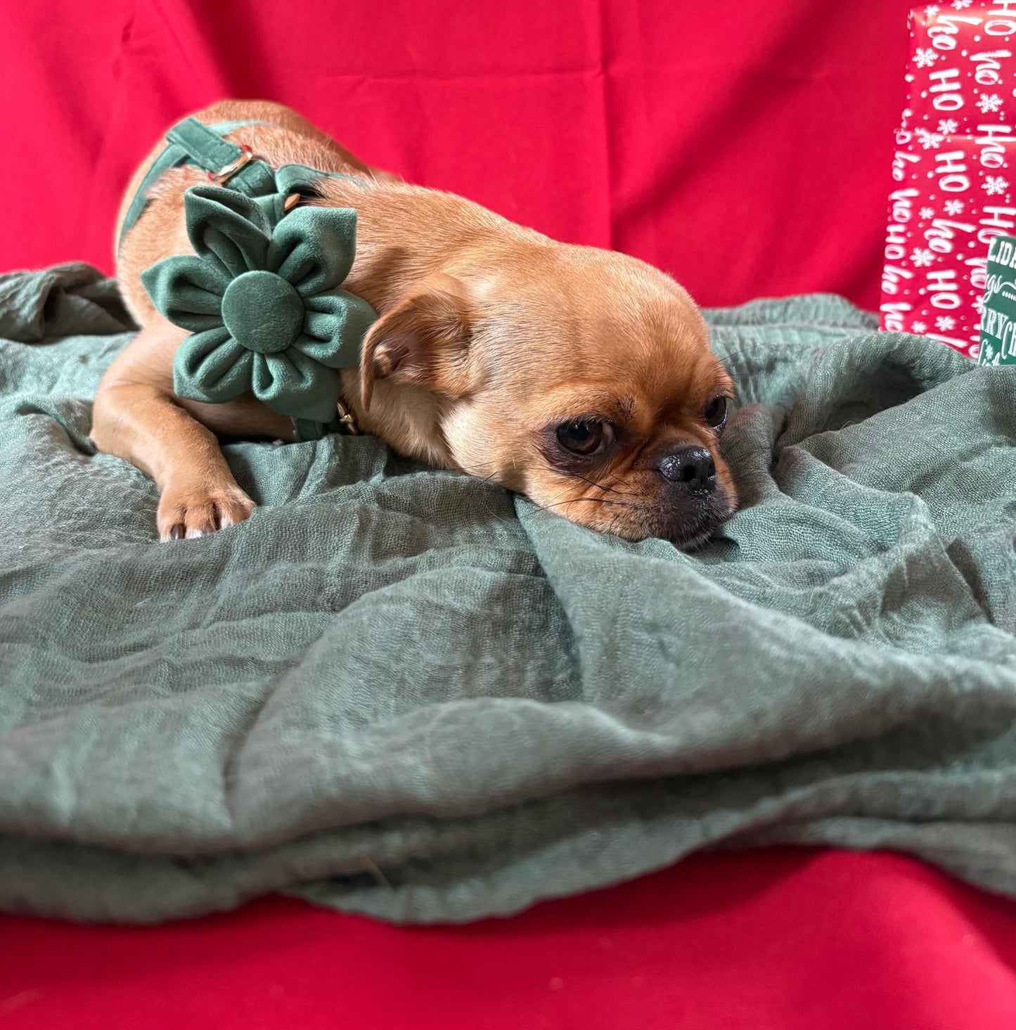 🐾 Velvet Edition: Edles Samtset für kreative Hunde-Outfits