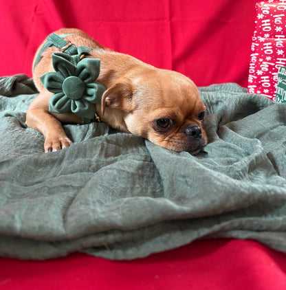 🐾 Velvet Edition: Edles Samtset für kreative Hunde-Outfits