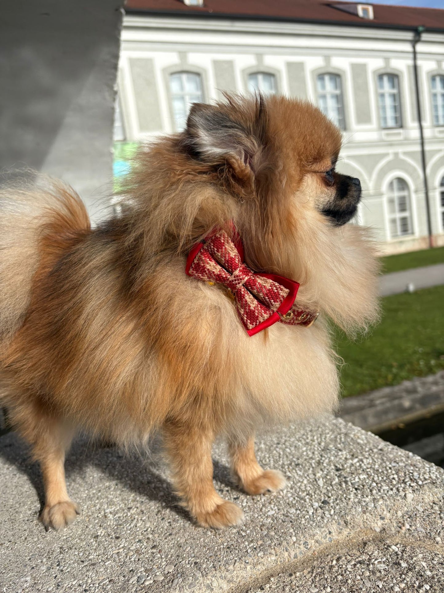 🎄 Christmas Edition – Stylisches Halsband & Leine