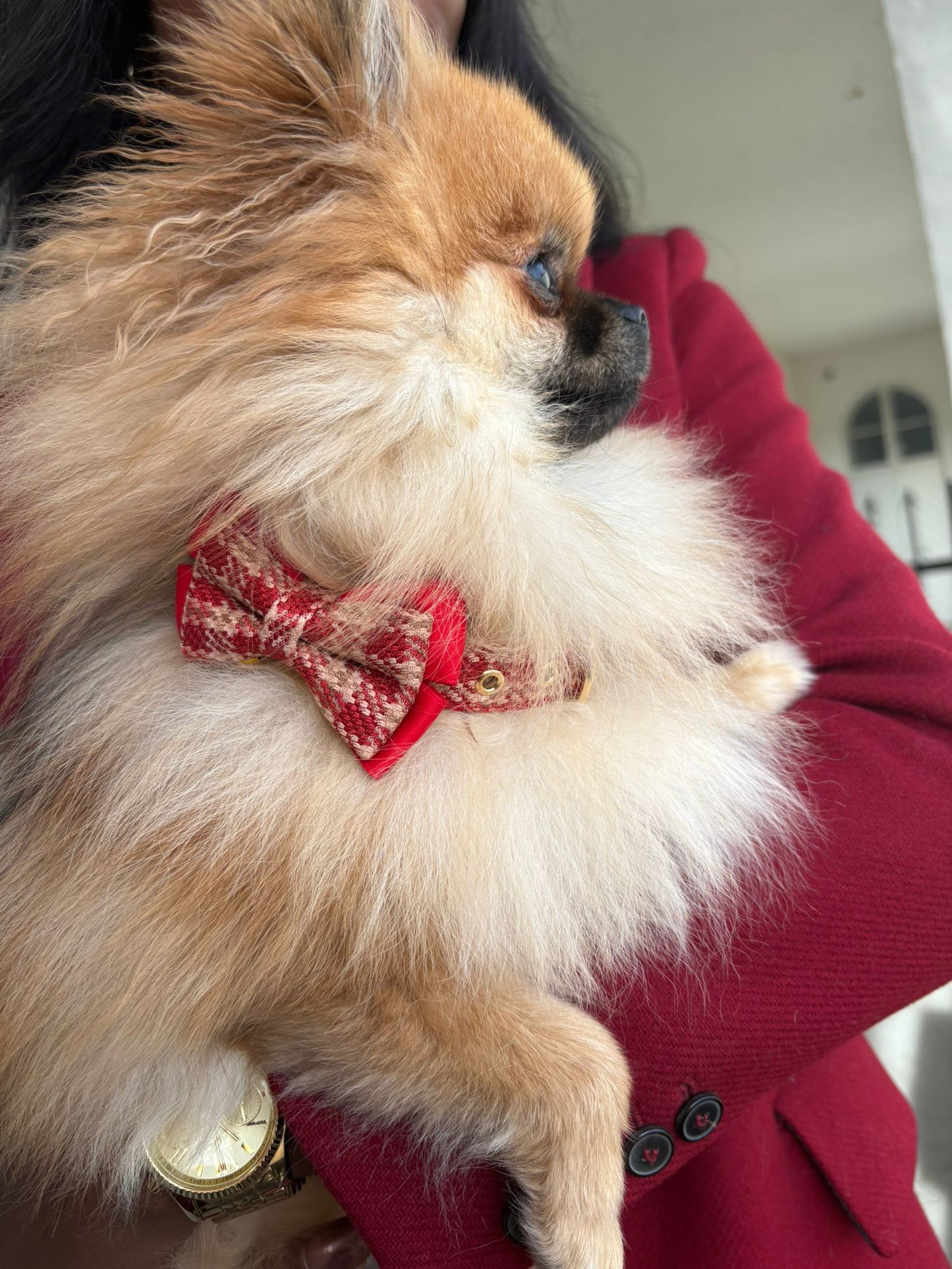 🎄 Christmas Edition – Stylisches Halsband & Leine