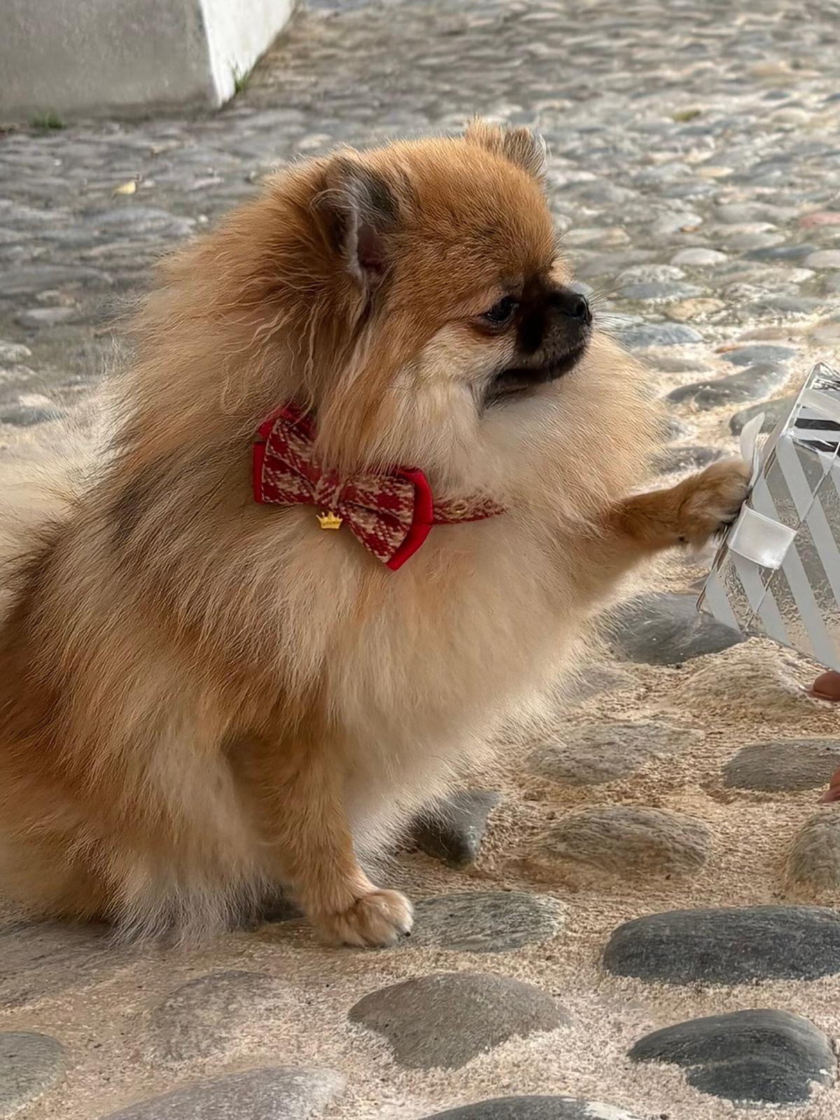 🎄 Christmas Edition – Stylisches Halsband & Leine