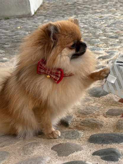 🎄 Christmas Edition – Stylisches Halsband & Leine