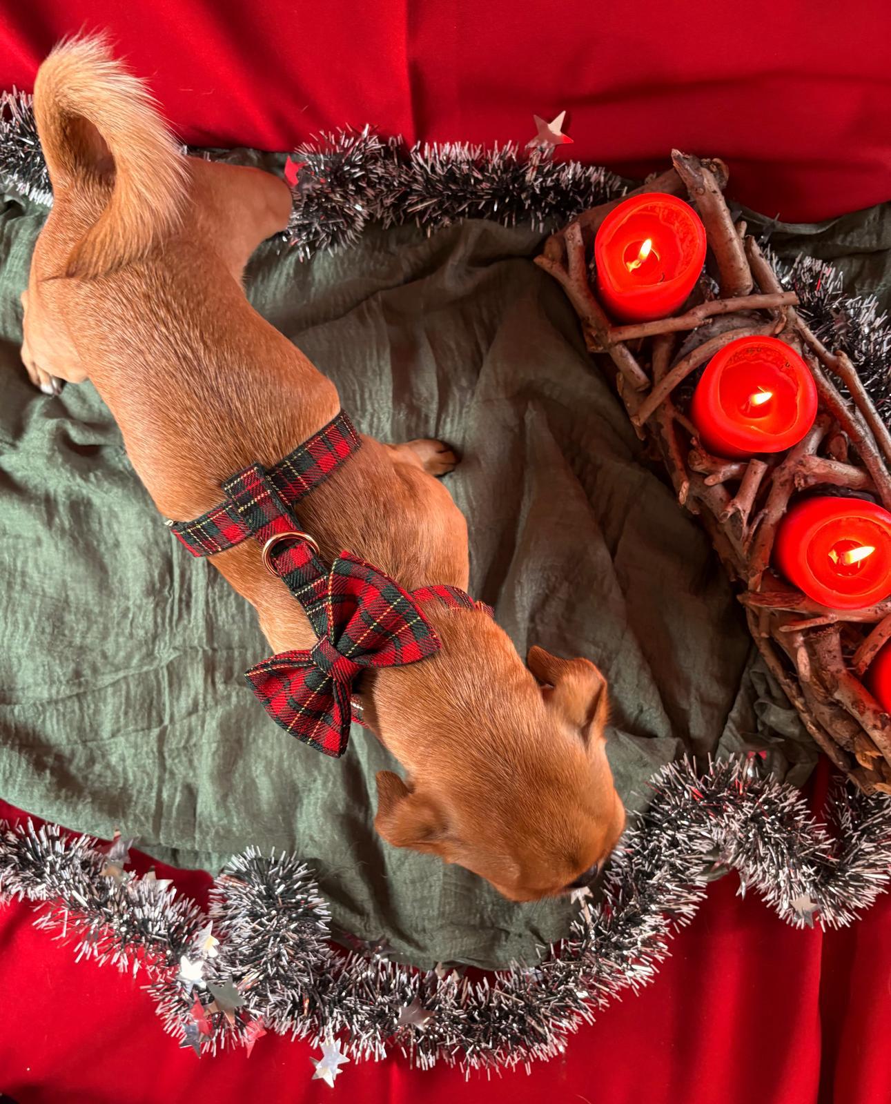 🎁 Premium Weihnachtset „Festive Charm“ – Stilvolle Eleganz für die Feiertage