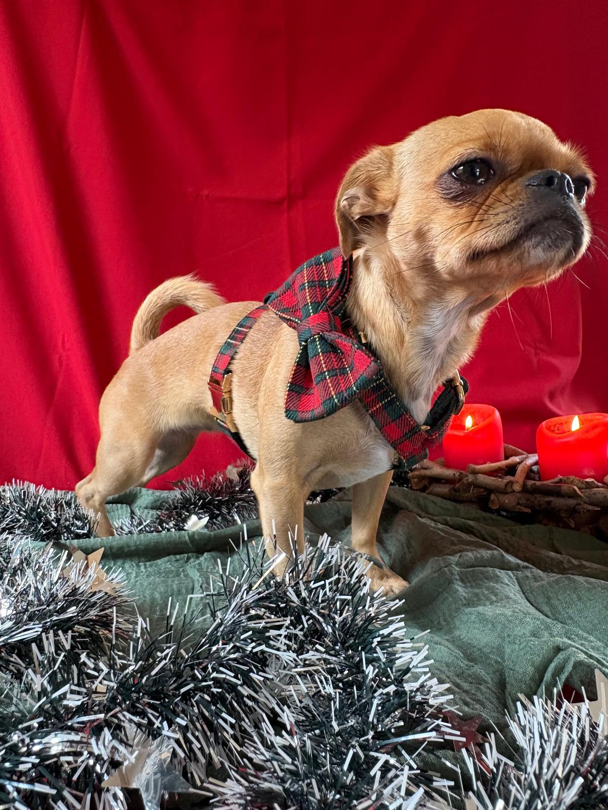 🎁 Premium Weihnachtset „Festive Charm“ – Stilvolle Eleganz für die Feiertage