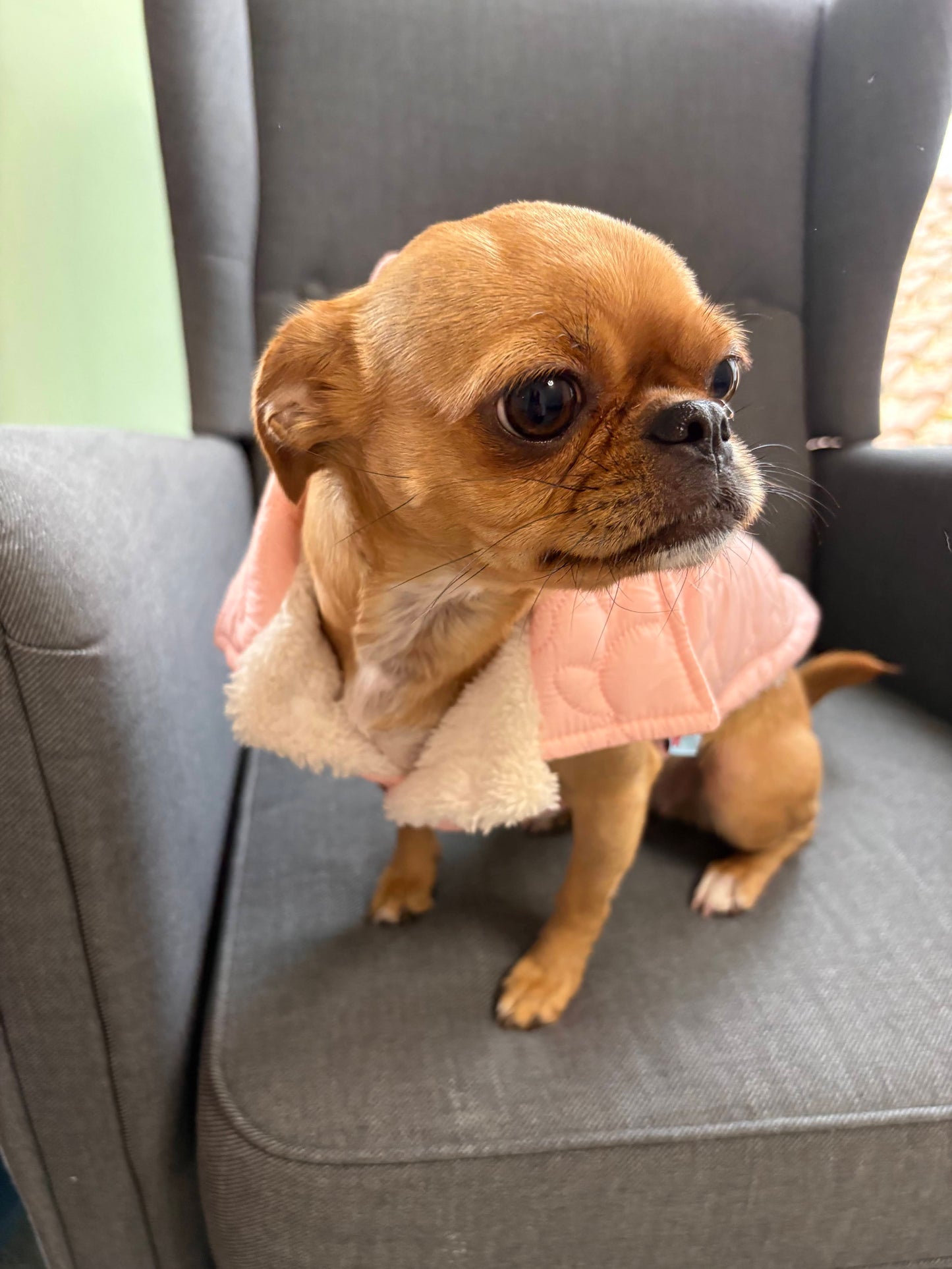 Hundewinterjacke mit Schleife / Fliege – Steppmantel für kleine Hunde, warm & stylisch, rosa / blau